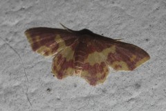 Lophosis labeculata