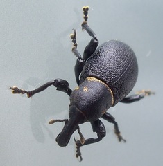 Liparus coronatus