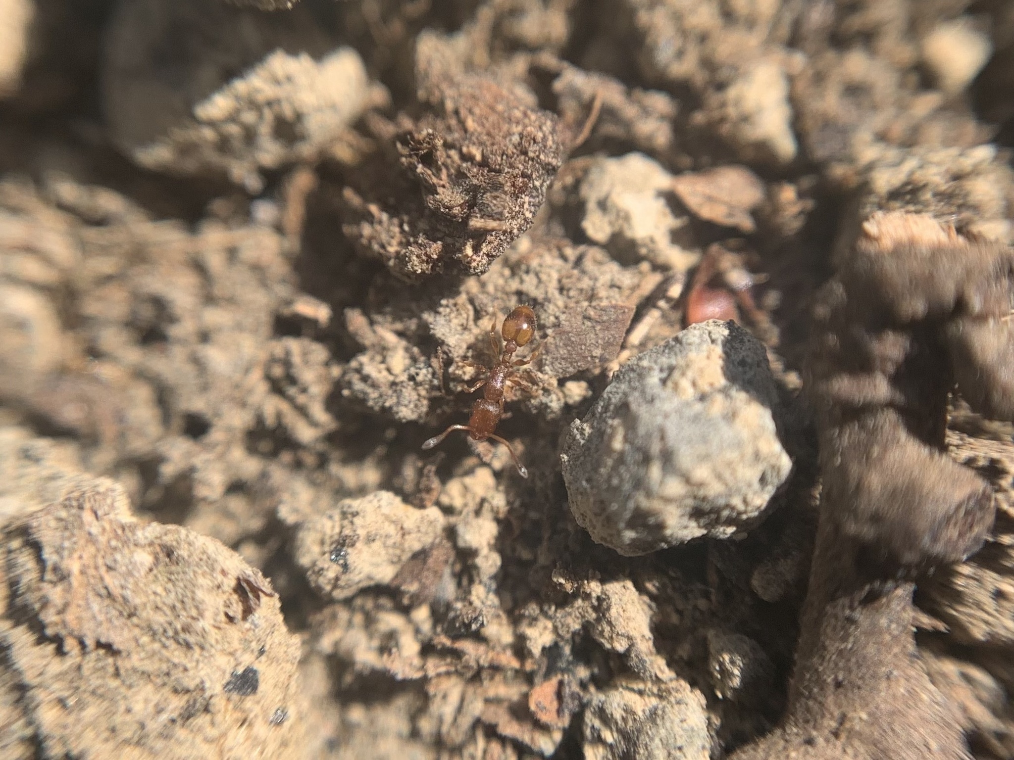 Temnothorax italicus