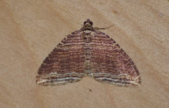 Anticlea multiferata