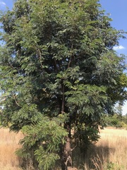 Acacia elata