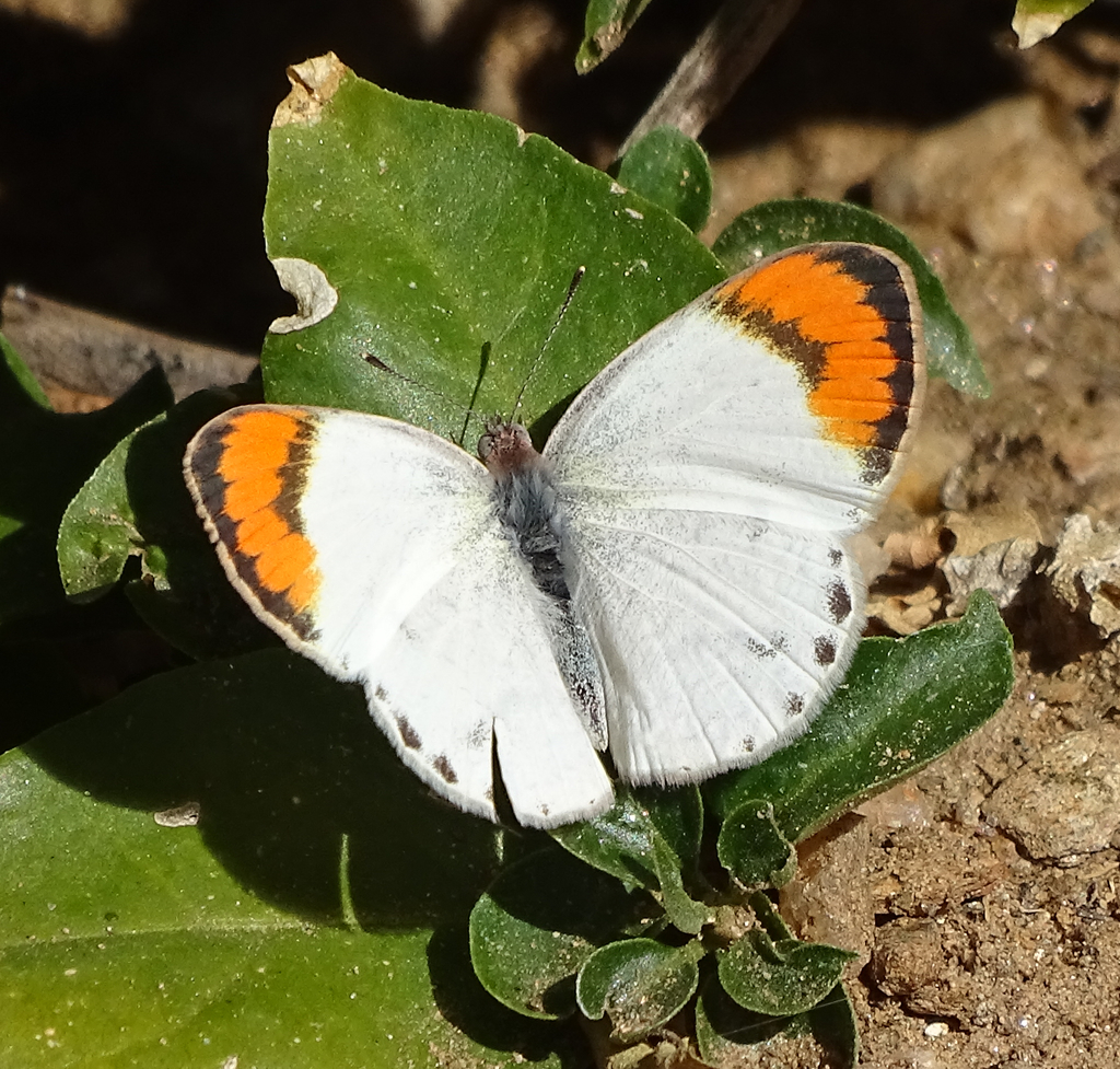 Kalahari orange tip
