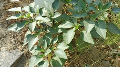 Datura innoxia