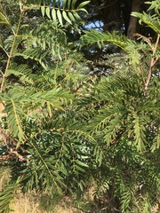 Acacia elata