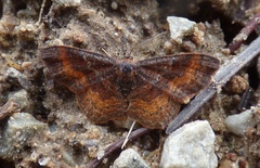 Leptostales rubromarginaria