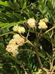 Acacia elata