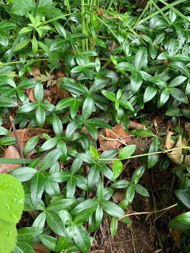 photo of Dogbane Family (Apocynaceae)