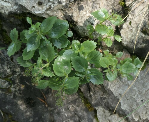Image of Paederota bonarota by no rights reserved