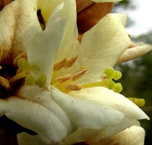 Yauco (Cordia gerascanthus)