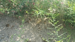 Schistocerca gregaria