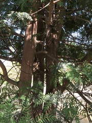 Acacia elata