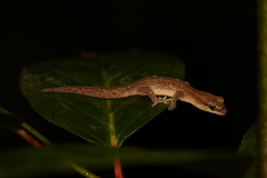 Bavayia septuiclavis