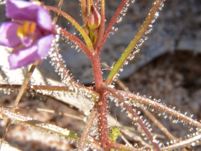 Byblis aquatica