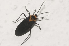 Callichila plagigera