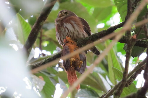 Least Pygmy-owl