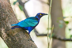 Lamprotornis purpureus