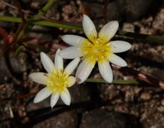 Calandrinia gracilis
