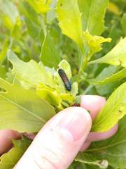 Trirhabda bacharidis