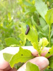 Trirhabda bacharidis