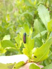 Trirhabda bacharidis