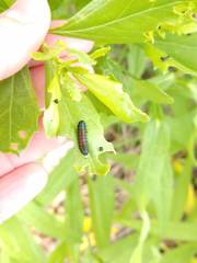 Trirhabda bacharidis