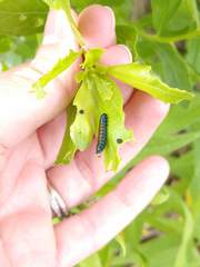 Trirhabda bacharidis