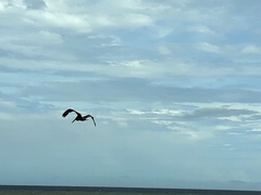 Pelecanus occidentalis
