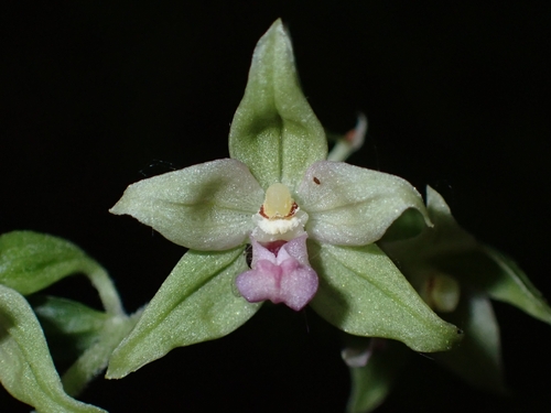 Image of Epipactis leptochila by (c) Elias, some rights reserved (CC BY)