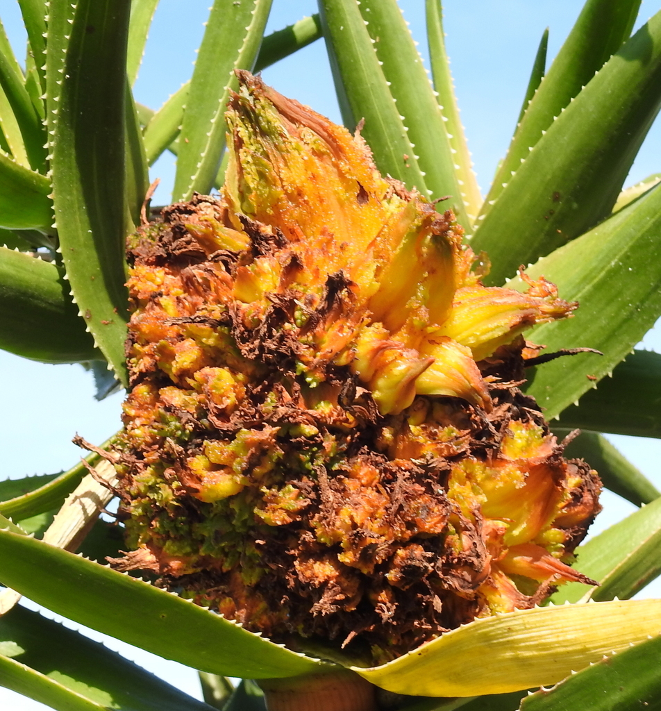 Aloe Gall Mite