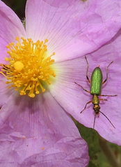 Chrysanthia flavipes