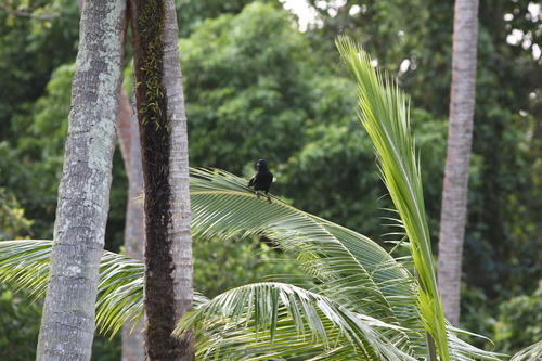 New Caledonian Crow (Corvus moneduloides), photo 3