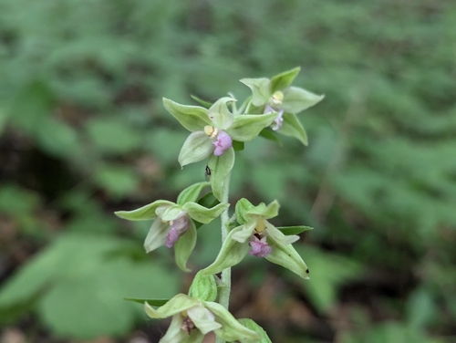 Image of Epipactis leptochila by (c) Elias, some rights reserved (CC BY)