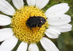 Oxythyrea