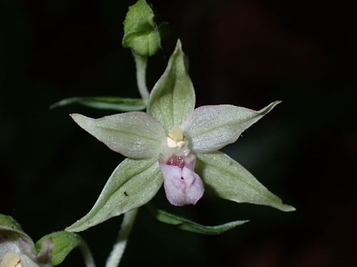 Image of Epipactis leptochila by (c) Elias, some rights reserved (CC BY)