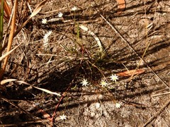 Calandrinia gracilis