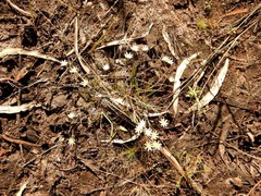Calandrinia gracilis