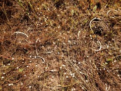 Calandrinia gracilis