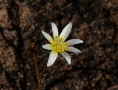 Calandrinia gracilis