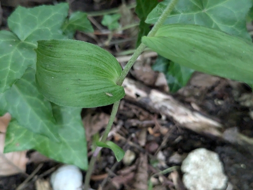 Image of Epipactis leptochila by (c) Elias, some rights reserved (CC BY)