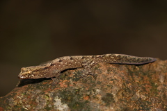 Bavayia sauvagii