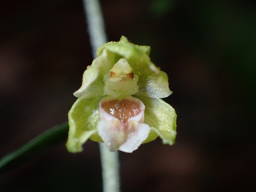 Epipactis pontica