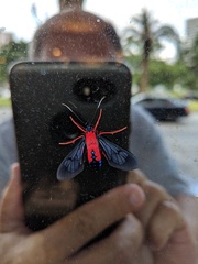Cosmosoma myrodora