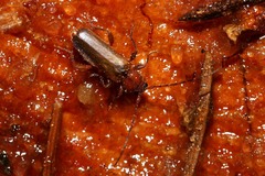 Phymatodes testaceus