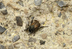 Blitopertha nigripennis