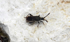 Loxocnemis dentator