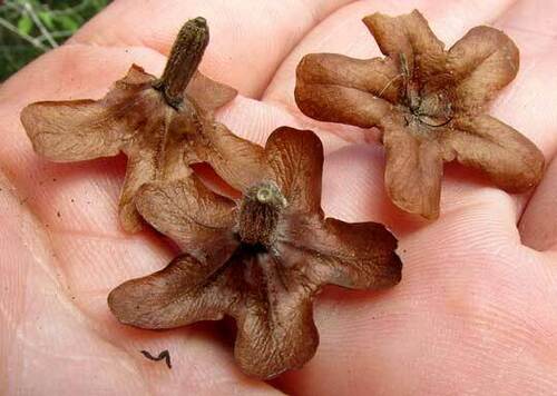 Cordia gerascanthus, photograph 3