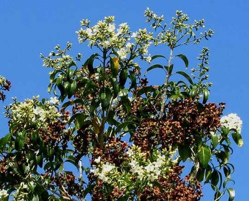 Cordia gerascanthus, photograph 4