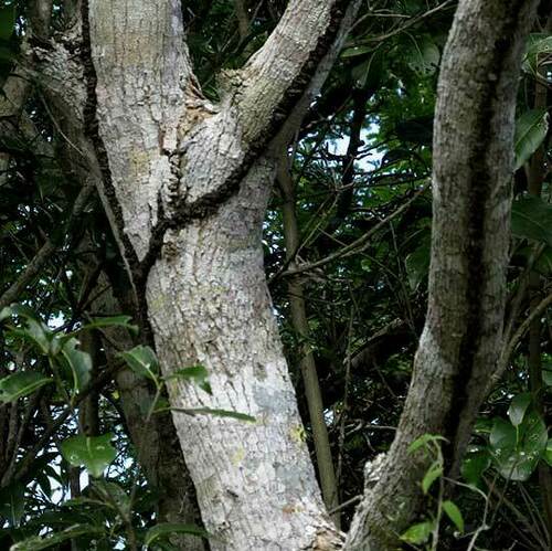 Cordia gerascanthus, photograph 5