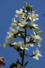 Cordia gerascanthus, photograph author not stated, no rights reserved