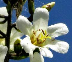 Cordia gerascanthus